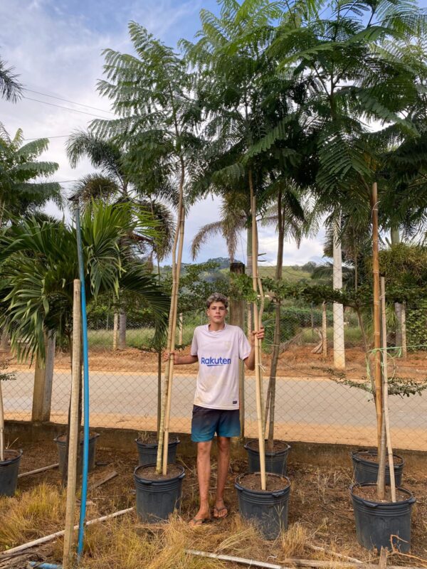 Jacarandá Mimoso