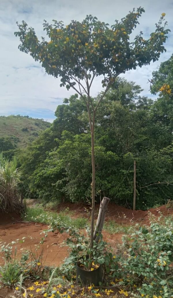 Ipê