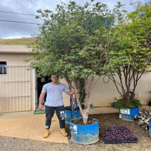 Jabuticaba