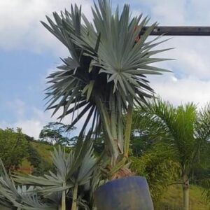 Palmeira Azul (Bismark)