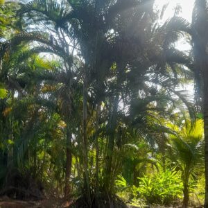 Palmeira Areca Bambu
