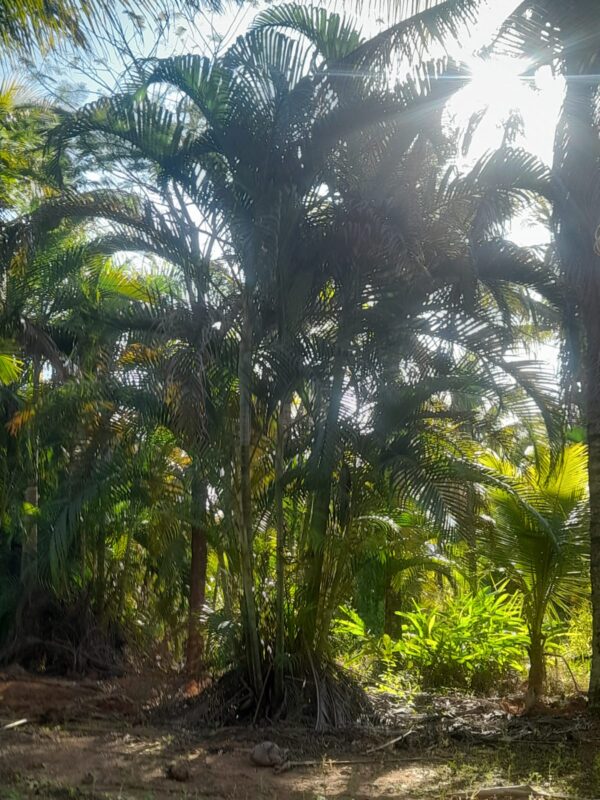 Palmeira Areca Bambu