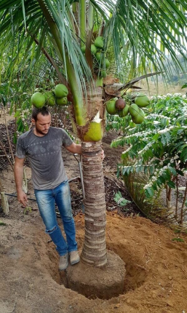 Coqueiro Anão