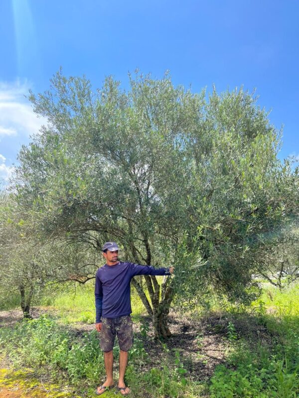 Oliveira