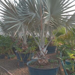 Palmeira Bismark Azul (Adulta)
