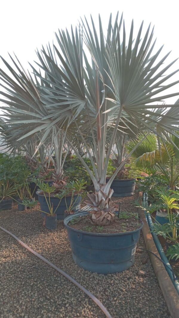 Palmeira Bismark Azul (Adulta)