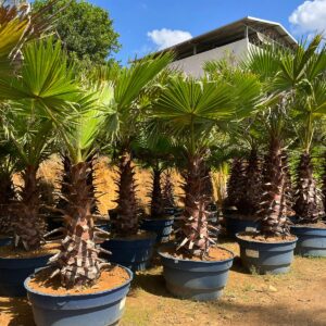 Palmeira Washingtônia (Adulta)