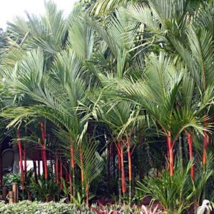 Palmeira Laca