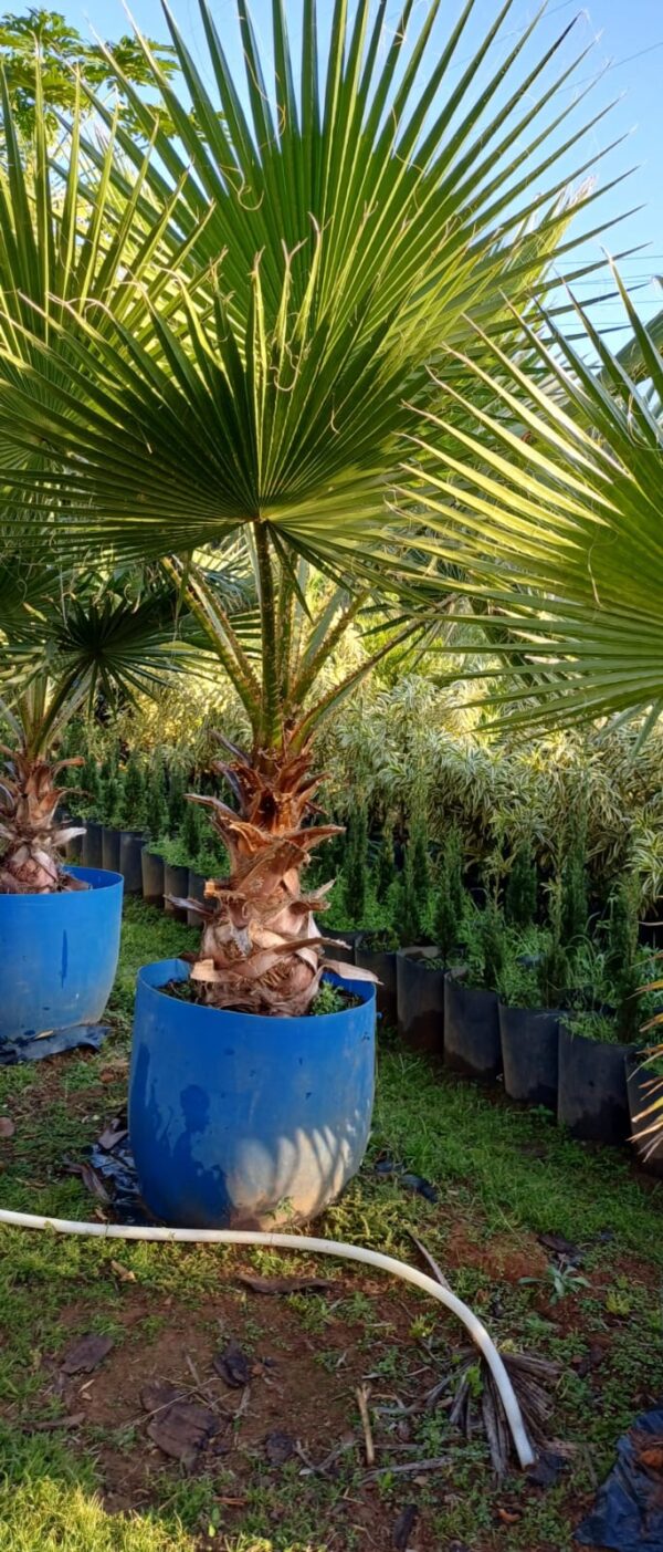 Palmeira Washingtônia